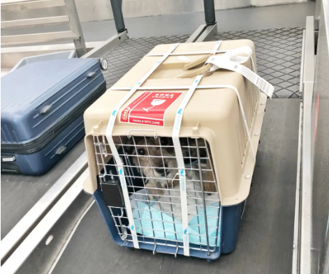 中国宠物托运 宠物托运公司 机场宠物托运 宠物空运
